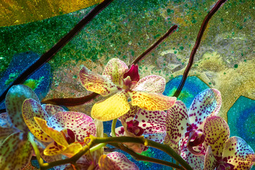 Beautiful orchids with a very colorful background
