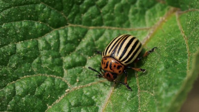 Colorado Potato Beetle (Leptinotarsa decemlineata) - (4K)