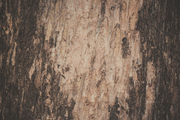Obraz premium old wood texture