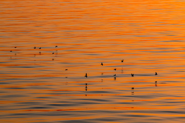 flying birds at sunset over water