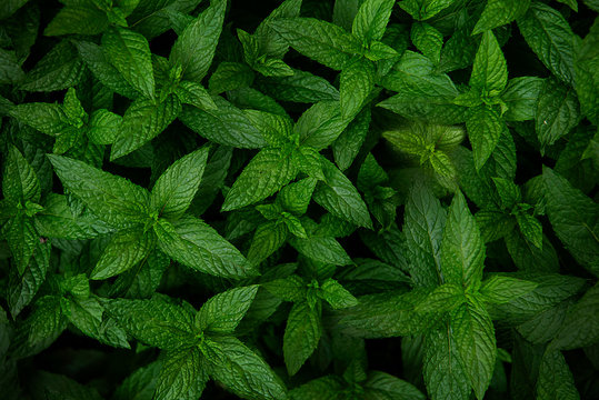 Premium Photo  A close up of green mint plants
