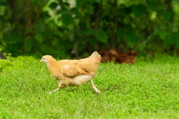 Yellow chicken running through yard looking for bugs