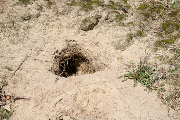 Enterance of a rabbit hole in sand