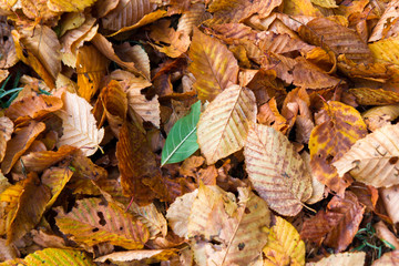 Single green leaf between autumn foliage on the ground