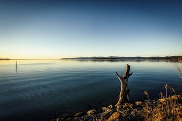 tree on the beach at sunset