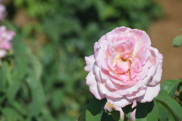 Thomasville rose garden 0250