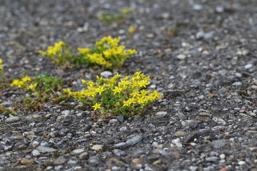 Scharfer Mauerpfeffer