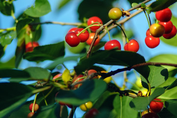 red cherry on a tree branch