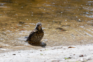 Thrush bathes in the river on a hot sunny day. Wildlife photo of Song Thrush Turdus Philomelos
