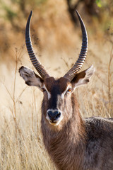 Ellipsen-Wasserbock Namibia