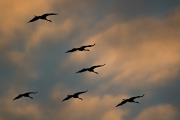 Fototapeta na wymiar Swarm of cranes in gliding flight during sunset with colorful cloudy sky in the background