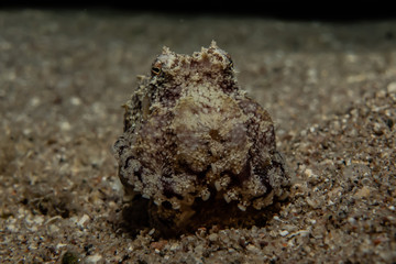 Scorpion fish Amazing camouflage in the Red Sea, Eilat Israel