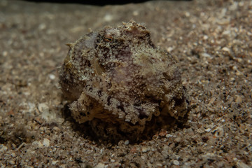 Scorpion fish Amazing camouflage in the Red Sea, Eilat Israel