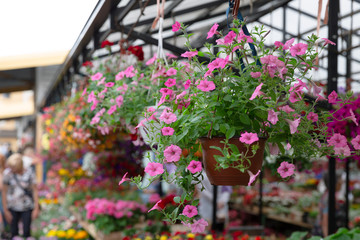 Fototapeta na wymiar Variety of plants and flowers at local city flower market, Riga, Latvia
