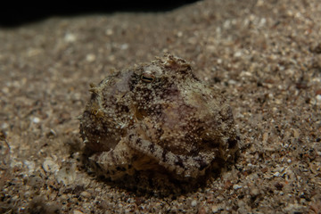 Scorpion fish Amazing camouflage in the Red Sea, Eilat Israel