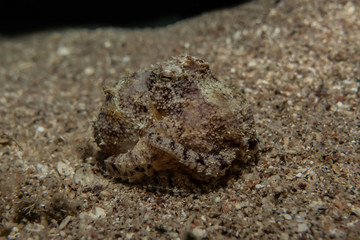 Scorpion fish Amazing camouflage in the Red Sea, Eilat Israel