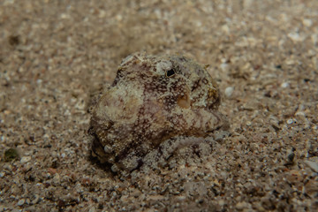 Scorpion fish Amazing camouflage in the Red Sea, Eilat Israel