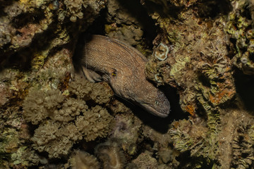 Moray eel Mooray lycodontis undulatus in the Red Sea, eilat israel