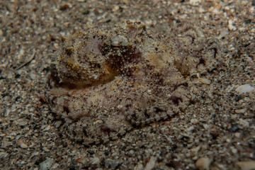 Scorpion fish Amazing camouflage in the Red Sea, Eilat Israel