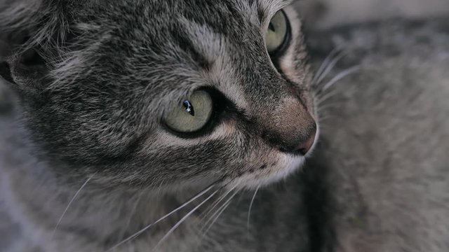4K portrait of a striped cat close-up. with green eyes