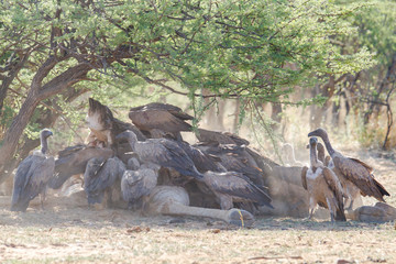 Weißrückengeier (Gyps africanus) Namibia