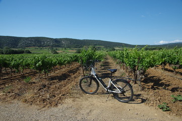 vignobles du languedoc