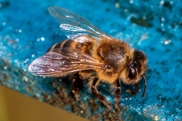 bee