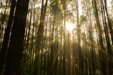 The sun shines between pine trees in the morning during spring