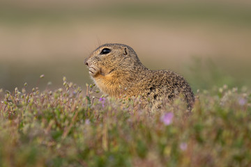 Naklejka na ściany i meble Small and lovely ground squirrel on a meadow among flowers during warm spring sunset. Acting like surprised, always looking for something to eat. Peaceful, relaxing, amazing and small funny mammal.