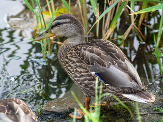 kaczka © Henryk Olszewski