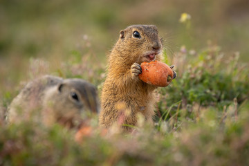 Small and lovely ground squirrel on a meadow among flowers during warm spring sunset. Acting like...