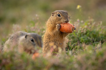 Small and lovely ground squirrel on a meadow among flowers during warm spring sunset. Acting like surprised, always looking for something to eat. Peaceful, relaxing, amazing and small funny mammal.