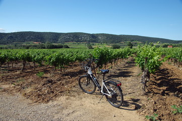 vignobles du languedoc 