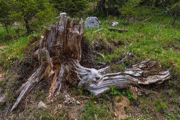 Wurzelstock