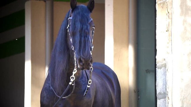 Frisian stallion posing in stable