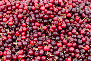 Freshly picked cherries at the farmer's market