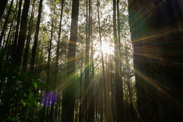 The sun shines between pine trees in the morning during spring