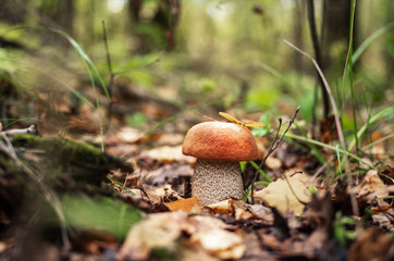 Forest mushrooms in a clearing in green grass.