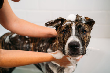 Bathing of an American Staffordshire Terrier or the Amstaff dog. Happiness dog taking a bubble bath.