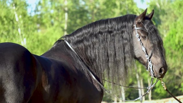 Portrait if beautiful Frisian stallion in summer