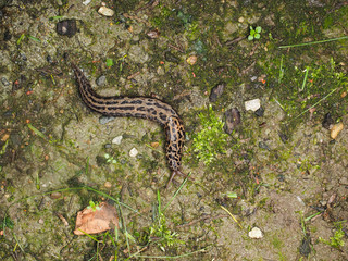 Great grey slug, sliding over moist ground overhead shot