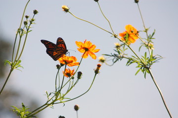 Monarch Butterfly on flowers