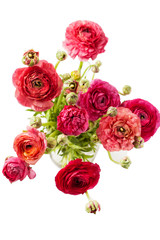 Pink ranunculus (buttercup) on white background