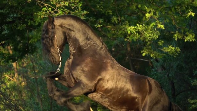 Beautiful shining horse playful in forest