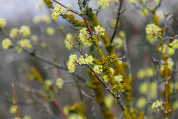 Beautiful twig with bright yellow flowers on blurred natural green background. Soft selective macro focus cornelian cherry blossom.