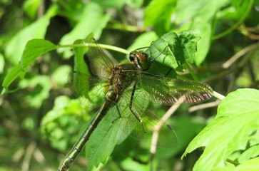 Dragonfly on green leaves in the garden, closeup