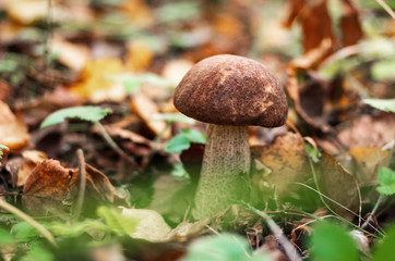 Forest mushrooms in a clearing in green grass.