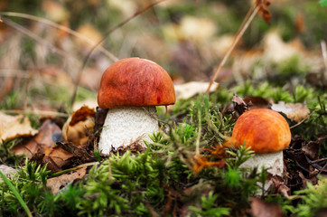Forest mushrooms in a clearing in green grass.