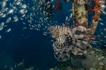 Lion fish in the Red Sea colorful fish, Eilat Israel