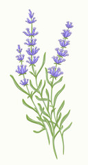 Obraz premium lavender vector flora herbarium Nature summer spring tenderness botany plant grass garden gardener leaves foliage greenery vegetable design meadow herbaceous vegetation